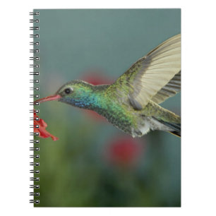 Cuaderno macho alimentándose de Petunia, Madera Canyon, Ari