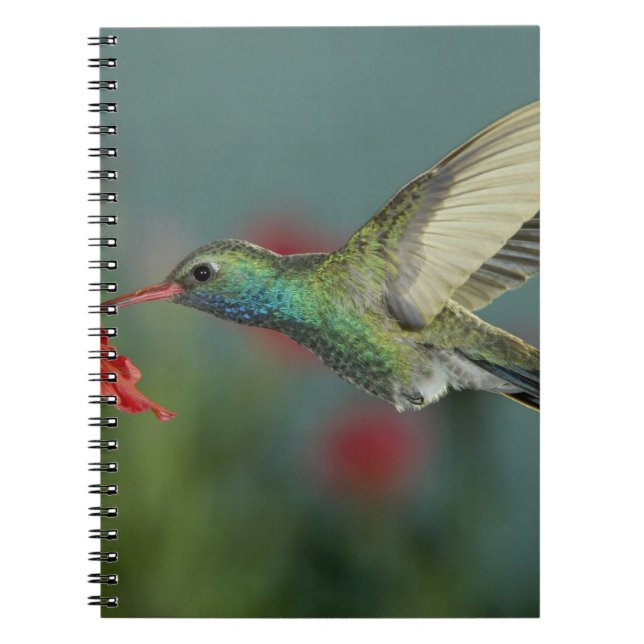Cuaderno macho alimentándose de Petunia, Madera Canyon, Ari (Frente)