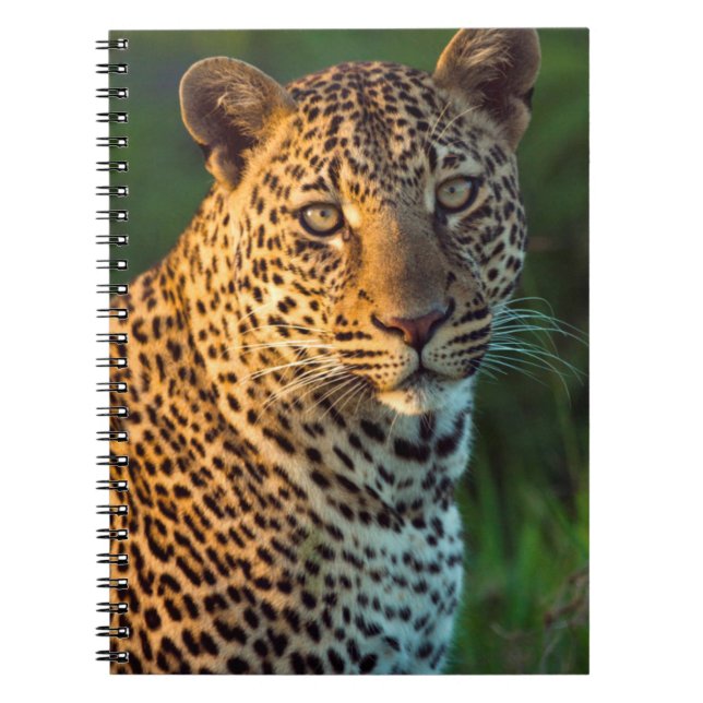 Cuaderno Macho Leopardo (Panthera Pardus) Cachorro Adulto (Frente)