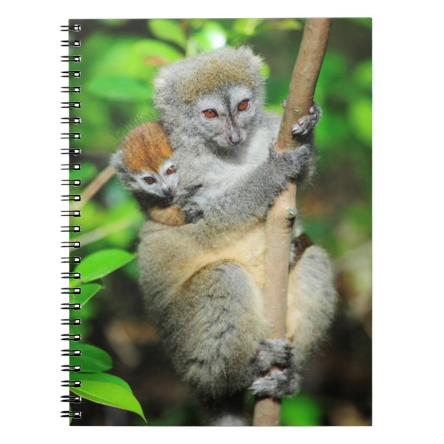 Cuaderno Madagascar, Andasibe, Isla de los Lémures, Madre (Frente)