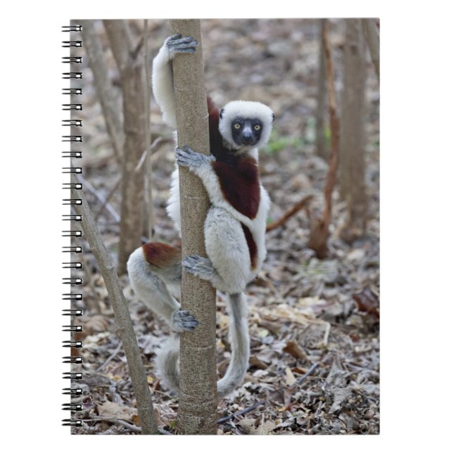 Cuaderno Madagascar, Reserva Ankarafantsika; Ampijoroa; (Frente)