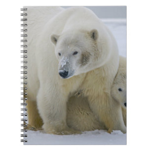 CUADERNO MADRE DE OSO POLAR Y CUBO AL NORTE DE ALASKA