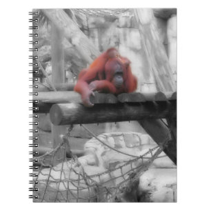 Cuaderno Madre e hijo de Orangutan