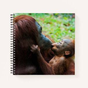 Cuaderno Madre orangután con cría