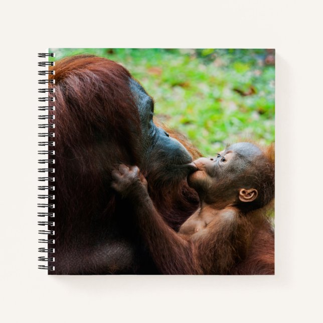 Cuaderno Madre orangután con cría (Anverso)