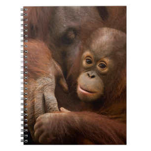 Cuaderno Madre y bebé de Orangutan en el zoológico