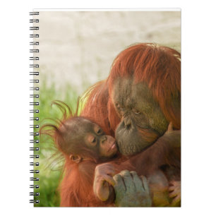 Cuaderno Madres de Orangutan Tender Momentos