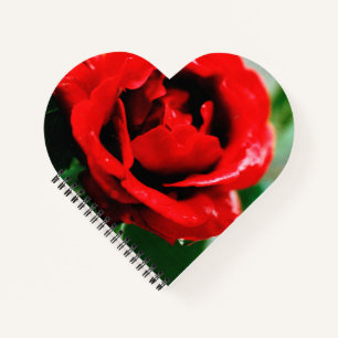 Cuaderno Magnífica rosa roja con rocío matutino