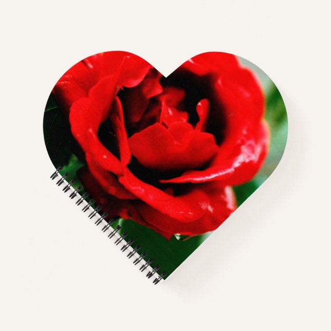 Cuaderno Magnífica rosa roja con rocío matutino (Anverso)