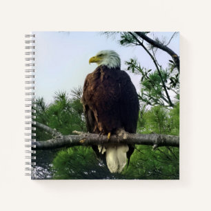 Cuaderno Magnífico águila calva perfilada en un árbol