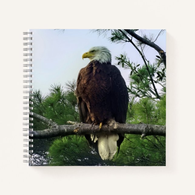 Cuaderno Magnífico águila calva perfilada en un árbol (Anverso)