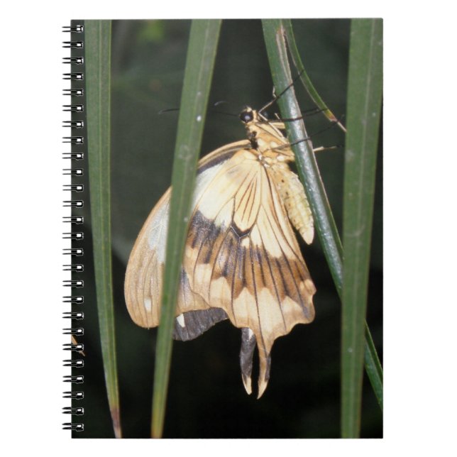 Cuaderno Magnífico bloc de notas (Frente)