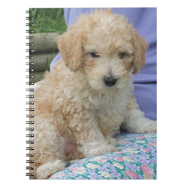 Cuaderno Magnífico cachorro de cavapoo mirando a tu manera, (Frente)