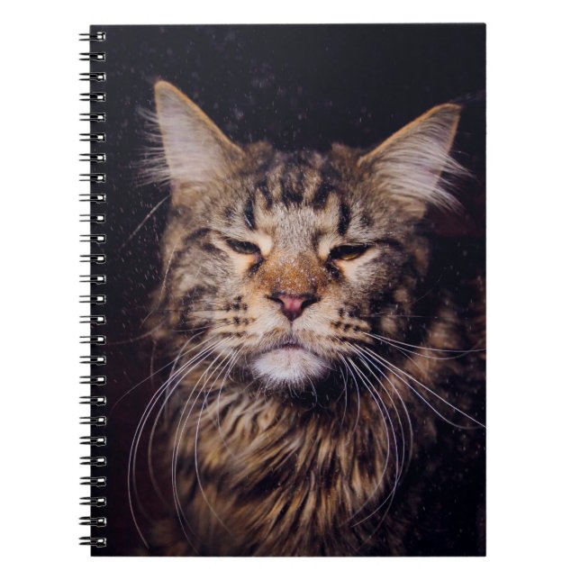 Cuaderno maine coon sobre un fondo negro joven, gato, c (Frente)