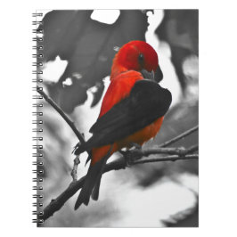 Cuaderno Male Scarlet Tanager