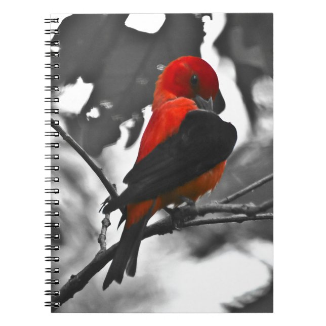 Cuaderno Male Scarlet Tanager (Frente)