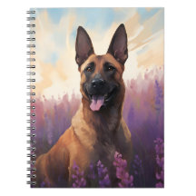 Malinois belga en el campo Lavender