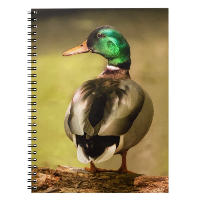 Cuaderno Mallard Duck (Frente)