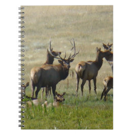 Cuaderno Manada de alces E36 en el abrevadero