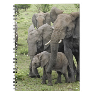 Cuaderno manada de elefante africano, Loxodonta africana, 2