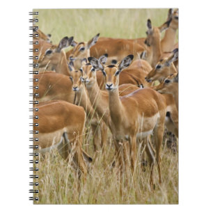 Cuaderno Manada de impalas hembras, Masai Mara, Kenia.