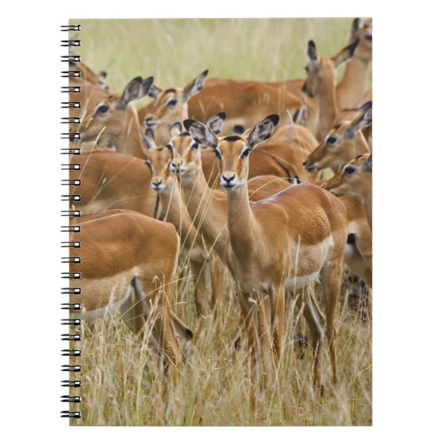 Cuaderno Manada de impalas hembras, Masai Mara, Kenia. (Frente)