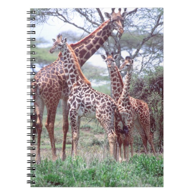 Cuaderno Manada de jirafas con crías, Giraffa (Frente)
