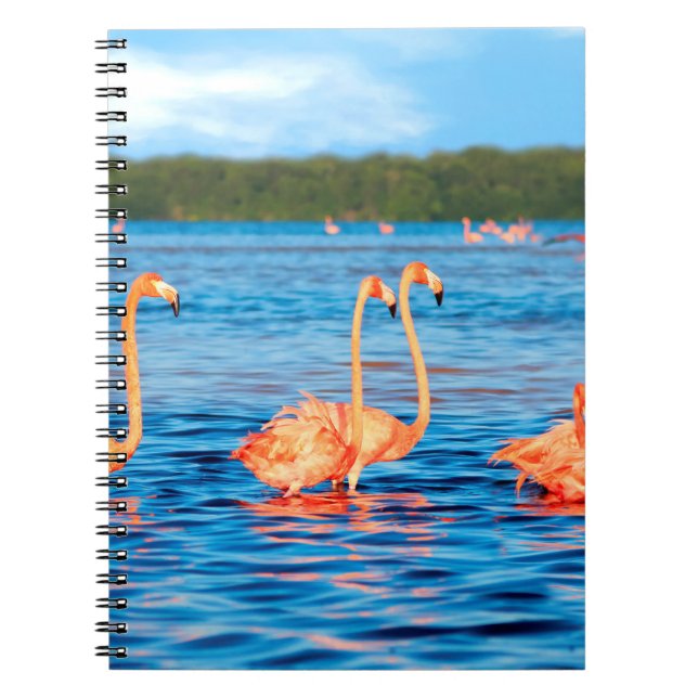 Cuaderno Manadas de hermosos flamencos rosas en Celestun (Frente)