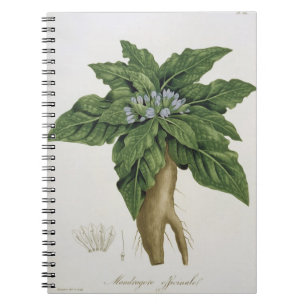 Cuaderno Mandragora Officinarum de 'Phytographie Medicale