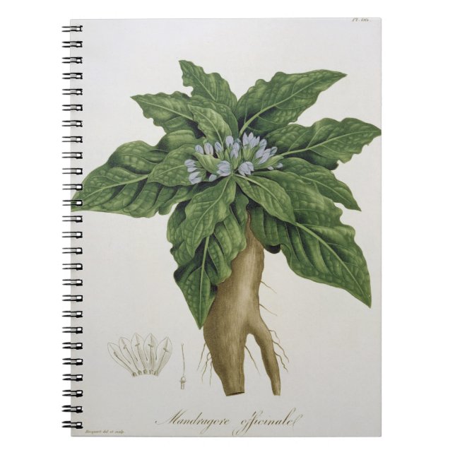 Cuaderno Mandragora Officinarum de 'Phytographie Medicale (Frente)