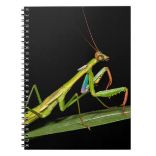 Cuaderno Mantis religiosa, Odzala, Parque Nacional de Kokou