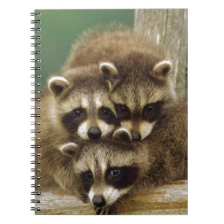 Cuaderno Mapache lindo del bebé