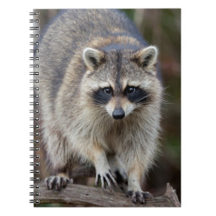 Cuaderno Mapache, Procyon lotor, Florida, EE. UU. 2