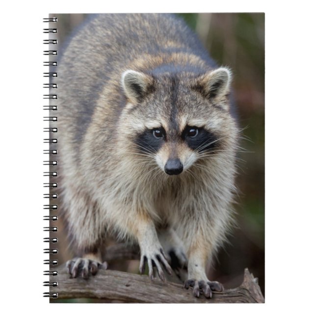 Cuaderno Mapache, Procyon lotor, Florida, EE. UU. 2 (Frente)