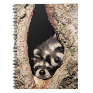 Cuaderno Mapaches Bebés Asomándose desde un Árbol