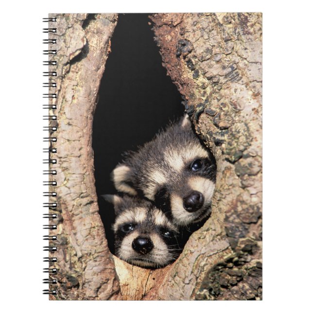 Cuaderno Mapaches Bebés Asomándose desde un Árbol (Frente)