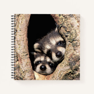 Cuaderno Mapaches Bebés Asomándose desde un Árbol