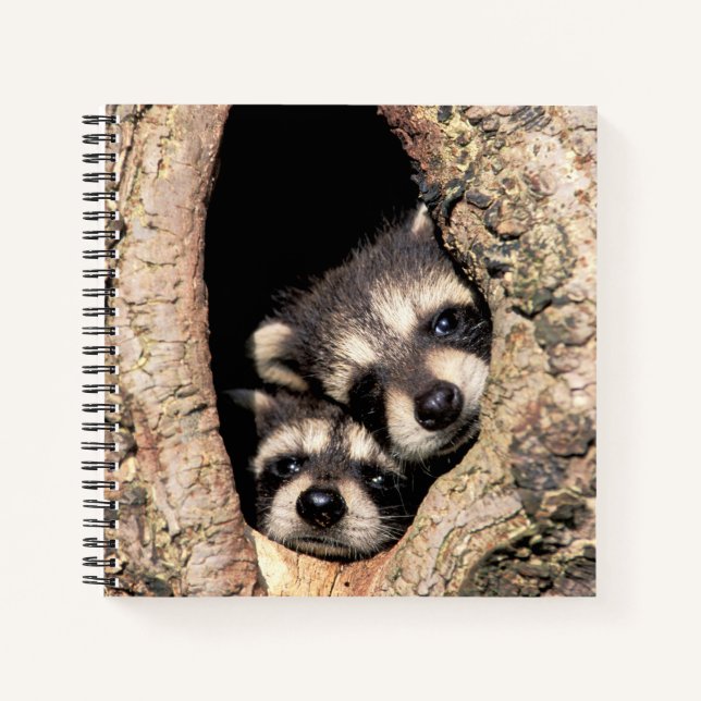 Cuaderno Mapaches Bebés Asomándose desde un Árbol (Anverso)