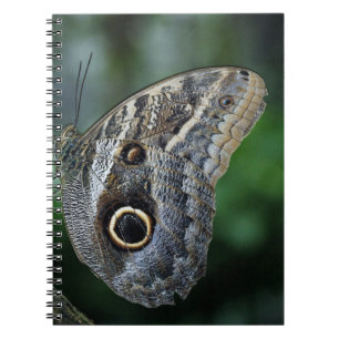 Cuaderno Maravillosa Mariposa Caligo Eurilochus