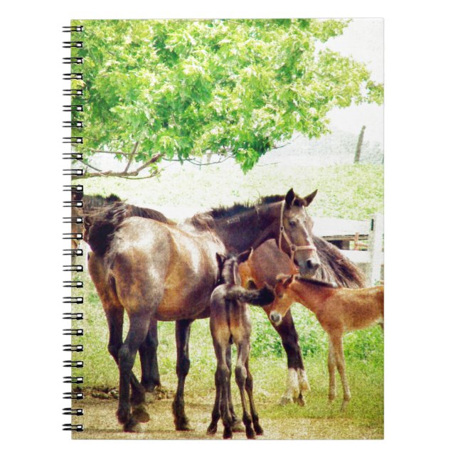 Cuaderno Mares and Foals (Frente)