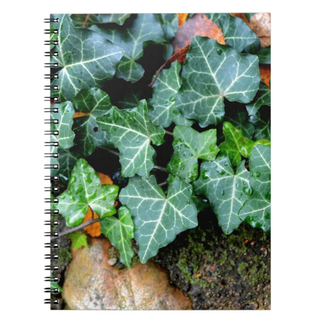 Cuaderno Marfil botánico verde y piedra de campo (Frente)