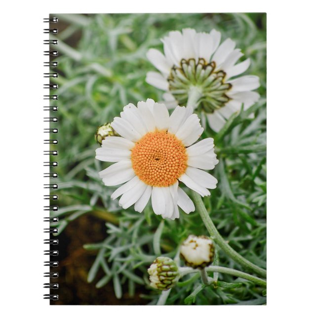 Cuaderno Margarita (Frente)