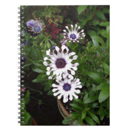 Cuaderno Margarita africana blanca