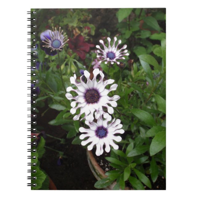 Cuaderno Margarita africana blanca (Frente)