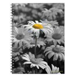 Cuaderno margarita amarilla en un mar de margaritas negras