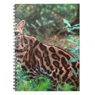 Cuaderno Margay, Leopardus wiedi, Nativo de México hasta