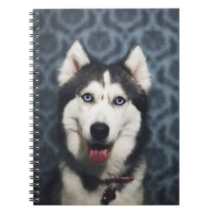 Cuaderno Marioneta Husky posando con un lecho oscuro