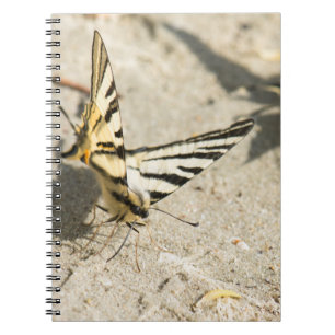 Cuaderno Mariposa