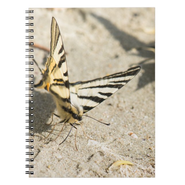 Cuaderno Mariposa (Frente)