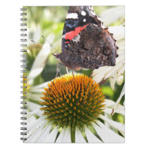 Mariposa almirante en la flor